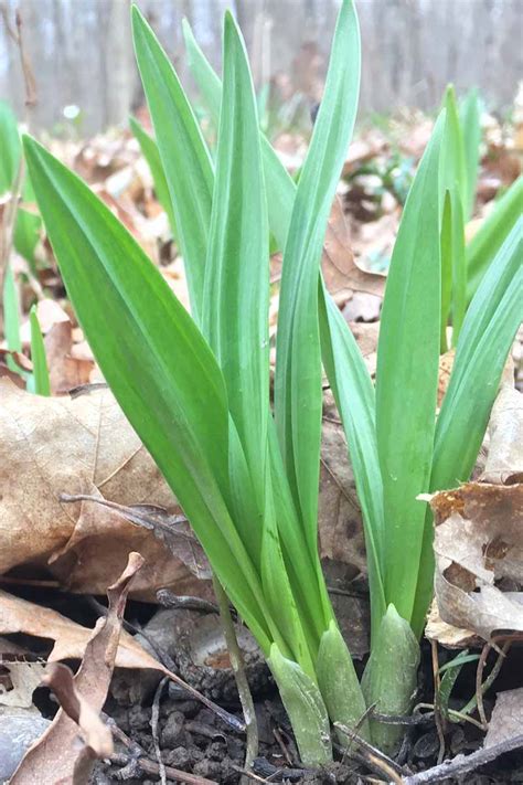 Cultivation of Ramps (Allium tricoccum and A. burdickii)